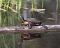 Painted Turtle Photo. Turtle resting on a log with body reflection and displaying its turtle shell, head, paws in its environment Royalty Free Stock Photo