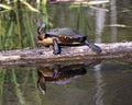 Painted Turtle Photo. Turtle resting on a log with body reflection and displaying its turtle shell, head, paws in its environment Royalty Free Stock Photo