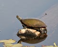 Painted Turtle Photo. Turtle resting on a log with body reflection and displaying its turtle shell, head, paws in its environment Royalty Free Stock Photo