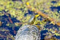 Painted turtle portrait centered in front of some mucky waters Royalty Free Stock Photo