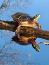 Painted turtle Reflections