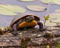 Painted turtle resting on a moss log in the pond with water lily pad and displaying its turtle shell, head, paws nail in its Royalty Free Stock Photo