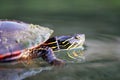 Painted Turtle Royalty Free Stock Photo