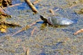 Painted Turtle in Shallows of Horicon March Wisconsin Royalty Free Stock Photo