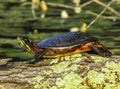 Painted Turtle on mossy log