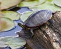 Turtle Stock Photo and Image. Painted Turtle standing on a log in a pond with water lily pads background in its environment and Royalty Free Stock Photo