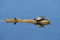 Painted turtle sunning on a log