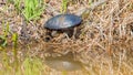Painted turtle sunning in the Spring sun on a marsh shoreline - reflection of turtle on the water - taken at the Crex Meadows Wild Royalty Free Stock Photo