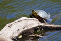 Painted Turtle Sunning Royalty Free Stock Photo