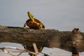 Painted Turtle Sunning