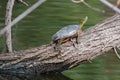 Painted Turtle Sunning