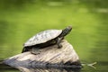 Painted Turtle on a sunny day Royalty Free Stock Photo
