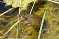 Painted turtle swimming