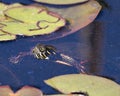 Painted Turtle Photo.  Swimming in the pond with lily pad pond, water lilies background in its environment and habitat. Turtle Royalty Free Stock Photo