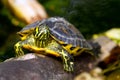 Painted turtle in wildlife Royalty Free Stock Photo