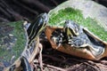Painted turtle in wildlife in soft focus Royalty Free Stock Photo
