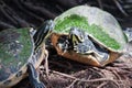 Painted turtle in wildlife Royalty Free Stock Photo