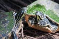 Painted turtle in wildlife Royalty Free Stock Photo