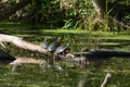 Painted Turtles Basking in the Sun. Royalty Free Stock Photo