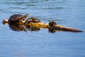 Painted Turtles Basking in the Sun. Royalty Free Stock Photo