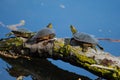 Painted Turtles Basking in the Sun Royalty Free Stock Photo