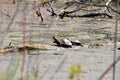 Painted Turtles Basking In The Sun at the pool Royalty Free Stock Photo