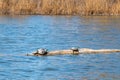 Painted turtles basking in warm sunlight on log in pond in springtime Royalty Free Stock Photo