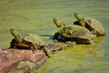 Painted Turtles Covered in Green Duckweed