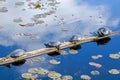 Painted Turtles Royalty Free Stock Photo