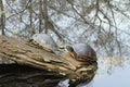 Painted Turtles on a Log Royalty Free Stock Photo