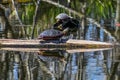 Painted Turtles on Logs in Lake