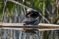 Painted Turtles on Logs in Lake Royalty Free Stock Photo