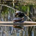 Painted Turtles on Logs in Lake