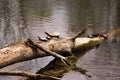 Painted turtles sunning Royalty Free Stock Photo