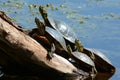 Painted Turtles Sunning On A Log Royalty Free Stock Photo