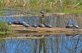 Painted turtles sunning on a log Royalty Free Stock Photo