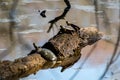 Painted Turtles sunning on log, Sandy Creek Nature Center, Georgia Royalty Free Stock Photo