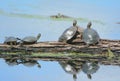 Painted Turtles Sunning On A Log Royalty Free Stock Photo