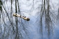 Painted turtles sunning themselves on log on the middle of a pond Royalty Free Stock Photo