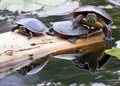 Painted Turtles with their reflection in the Water, Montreal, Canada