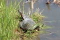 Painted turtles Royalty Free Stock Photo