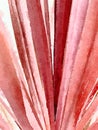 Red Cordyline Leaves. Watercolor.