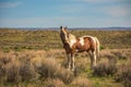 `Painted` Wild Mustang In Sandwash Basin