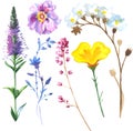 Painted wildflower flowers set in a watercolor style.