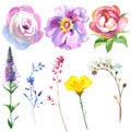 Painted wildflower flowers set in a watercolor style. Royalty Free Stock Photo