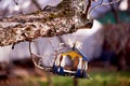 Painted wooden house birdhouse on a tree in the garden.Care and feeding of birds.