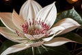 Painter captures a moonflower blooming under fairy lights