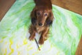 Dachshund artist