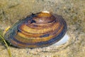 Painter mussel, Unio pictorum, in fluvial sediments of a river Royalty Free Stock Photo