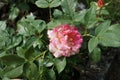 The painter`s rose `Camille Pissarro` in the first year of flowering in July. Berlin, Germany